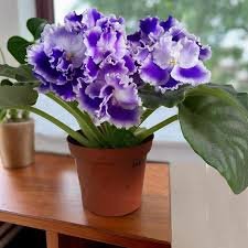 African Violet